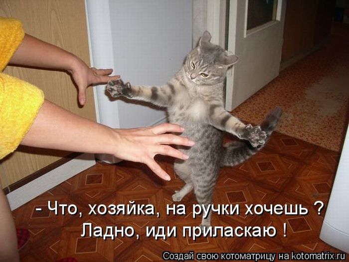 http://www.lolhome.ru/uploads/posts/2010-10/1288353535_kotomatritsa-14.jpg