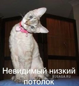 Кошки и невидимые предменты)