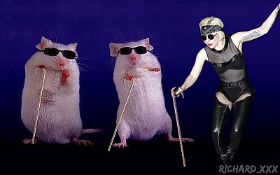Фотожаба на Lady Gaga
