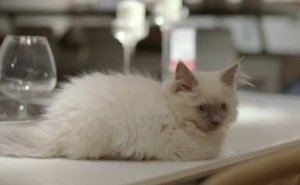 Кошки в рекламе IKEA
