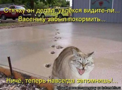 Свежие котоматрицы