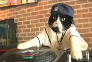 Dj Kitty