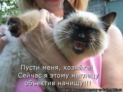 Котоматрица лучшее