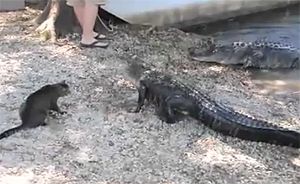 Котэ vs. крокодилы