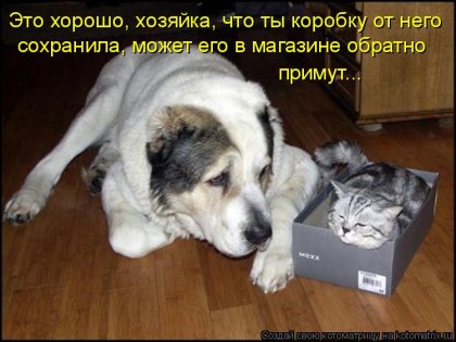 Котоматрицы смешно