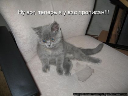 Лучшие котоматрицы недели (16 фото)