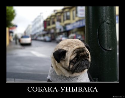 собака-унывака