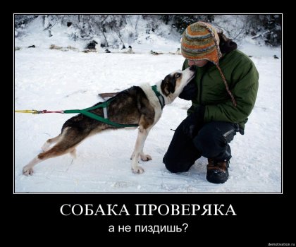 собака-проверяка