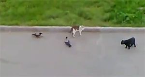 Вороны нападают на кошек