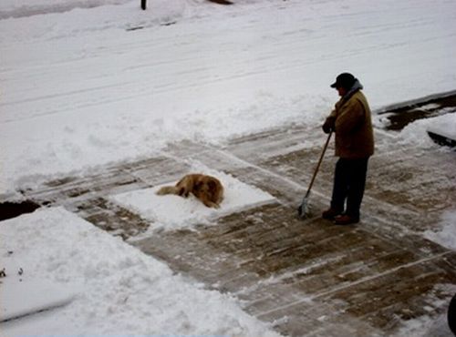 Добрый дворник