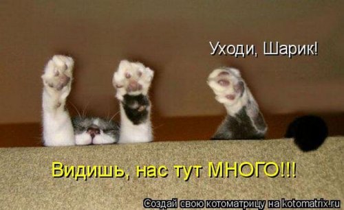 Лучшие котоматрицы недели