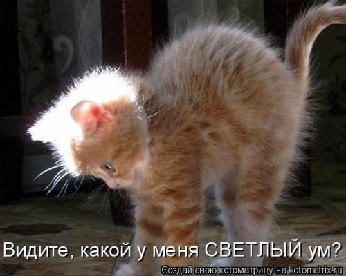 Пятничная котоматрица