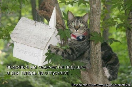 Лучшая котоматрица за последнюю неделю