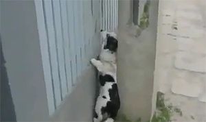 Собака-наверх-взбирака