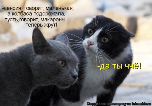 Свежая котоматрица