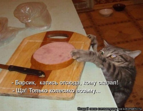 Котоматрица свежак (17 шт)