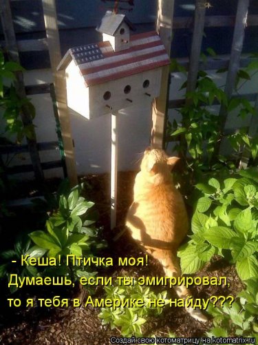 Котоматрица приколы