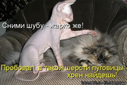 Лучшая котоматрица недели