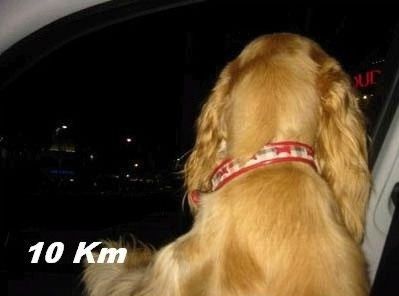 Собака - на машине катака