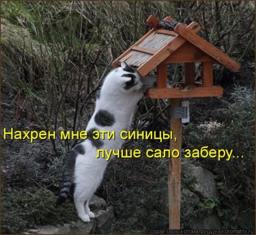 Забавные котоматрицы