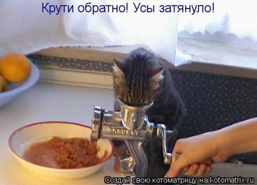 Котоматрицы и котэ великолепны