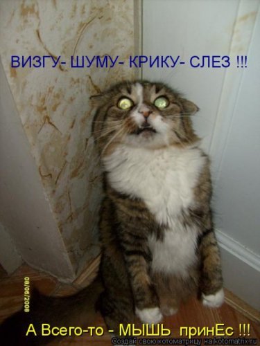 Позитивные котоматрицы за неделю