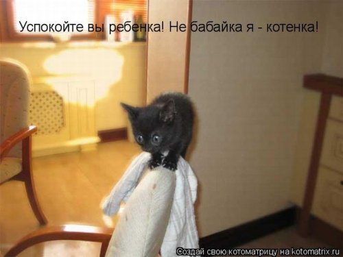 Котоматрицы дня