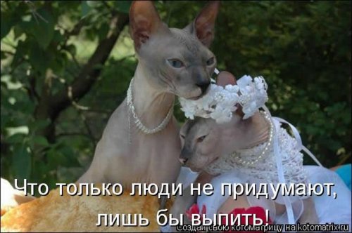 Лучшие котоматрицы недели