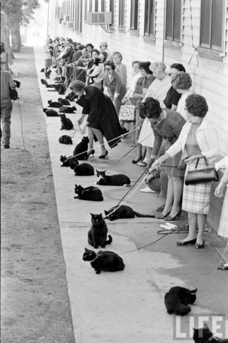 Кастинг черных котов в Голливуде
