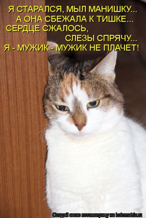 Лучшие котоматрицы недели (30 шт)