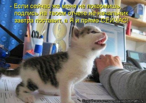 Лучшие котоматрицы недели (30 шт)