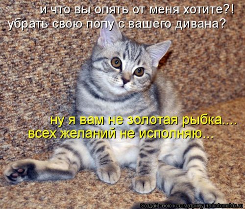 Котоматрица юморная (38 фото)