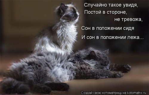 Котоматрица свежак (25 шт)