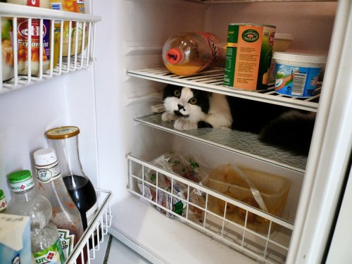 Коты в холодильниках