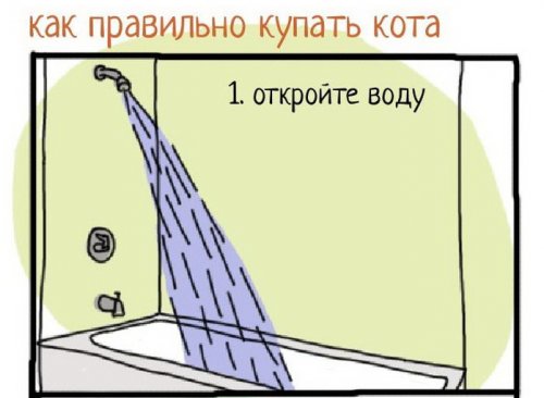 Как правильно купать кота