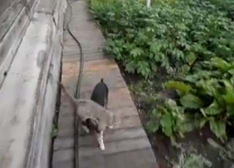 Пес тащит кошку в дом