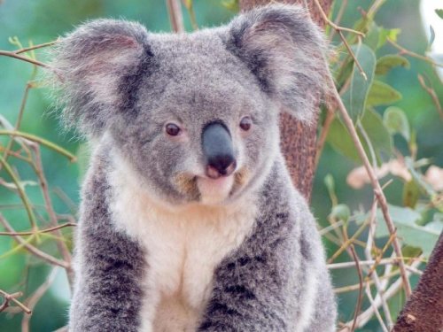 Как выглядит неухоженный коала