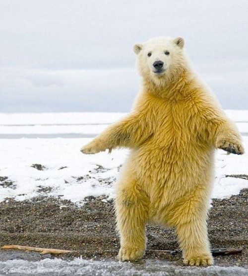 Полярный медведь танцует макарену
