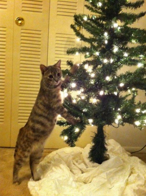 Где нужно устанавливать елку в доме, в котором живет кошка