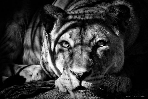 Дикие животные на черно-белых фотографиях Вульфа Адемайта