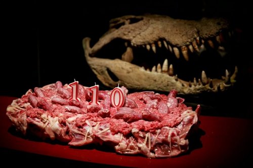 Самый большой в мире крокодил отпраздновал 110 лет (8 фото)