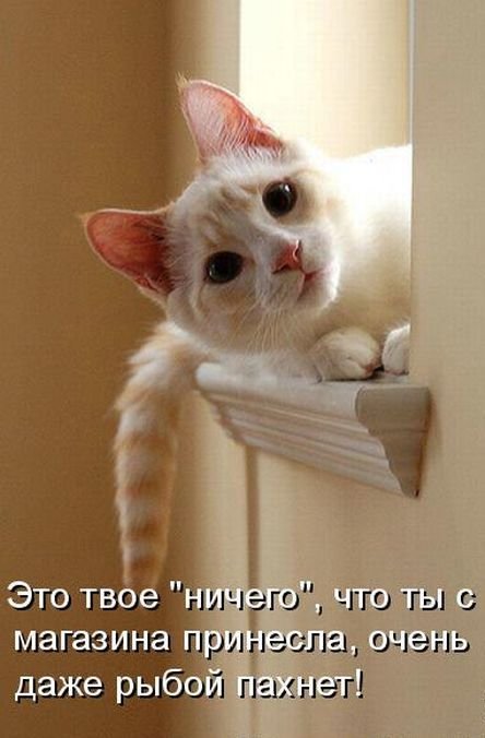 Котоприколы (22 шт)