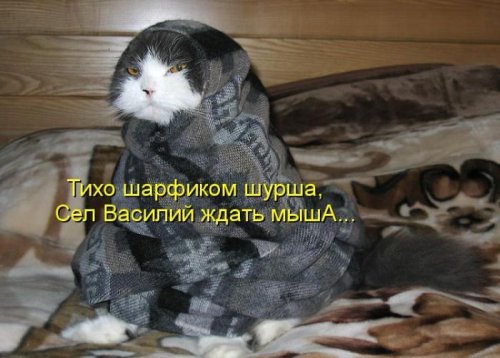 Котоприколы (22 шт)