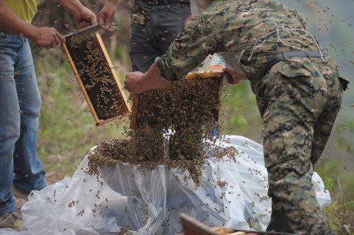 460.000 пчёл на теле человека (13 фото)