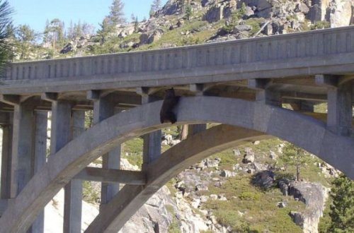 Спасение медведя на мемориальном мосту у озера Тахо (6 фото)
