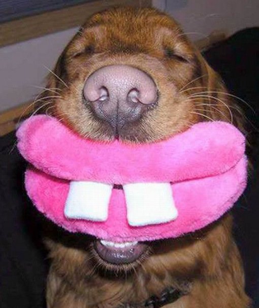 Забавные собаки с игрушками во рту (10 фото)