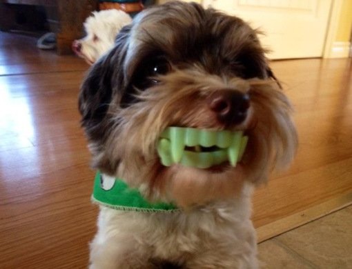 Забавные собаки с игрушками во рту (10 фото)