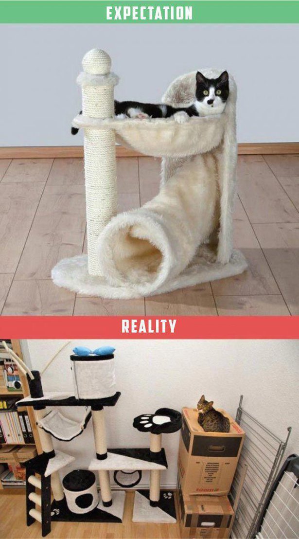 Кошка в доме: ожидание против реальности (9 фото)