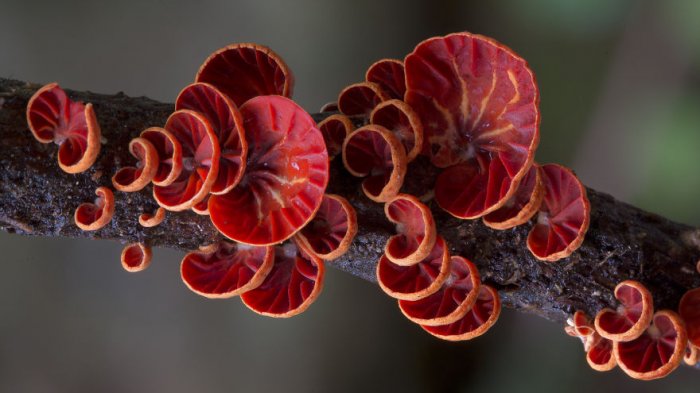Волшебный мир грибов в макрофотографиях Стива Эксфорда (24 фото)