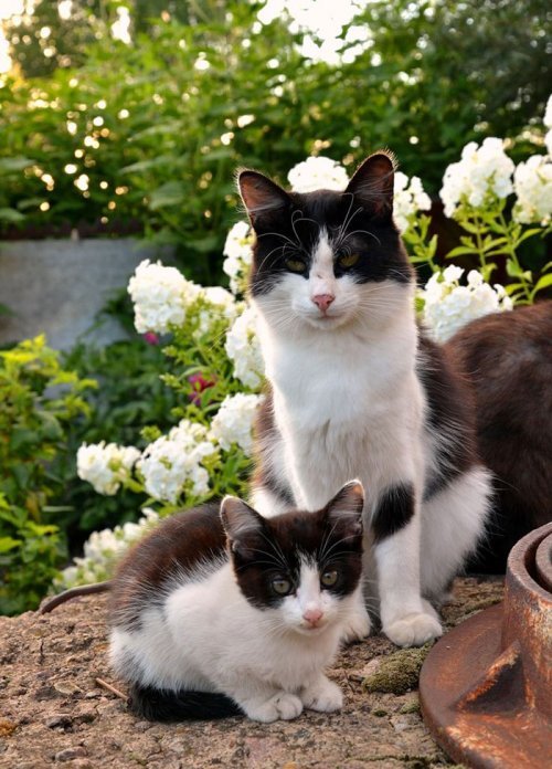 Взрослые кошки и их маленькие двойники (29 фото)